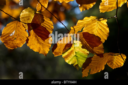 Sonnenlicht durch Herbst Blätter der Buche (Fagus Sylvatica) Stockfoto