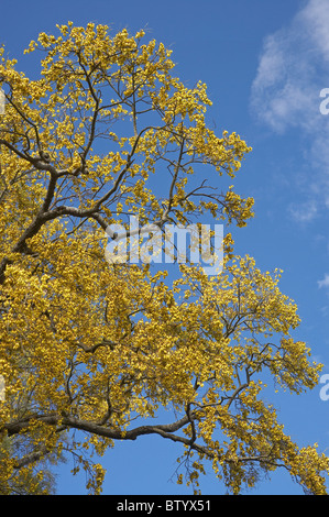 Kowhai Baum in voller Blüte, botanischen Gärten, Dunedin, Otago, Südinsel, Neuseeland Stockfoto