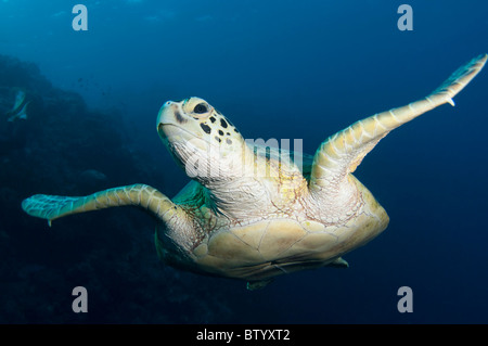 Green Turtle, Chelonia Mydas, Schwimmen, Kamera, Porträt, Sipadan, Sabah, Malaysia Stockfoto