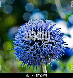 Exotische Runde lila Blüten. Stockfoto