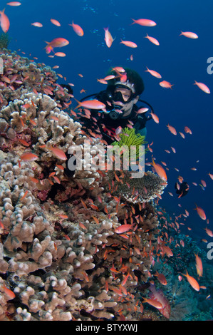 Taucher schwimmen über Riff, Sipadan, Sabah, Malaysia Stockfoto