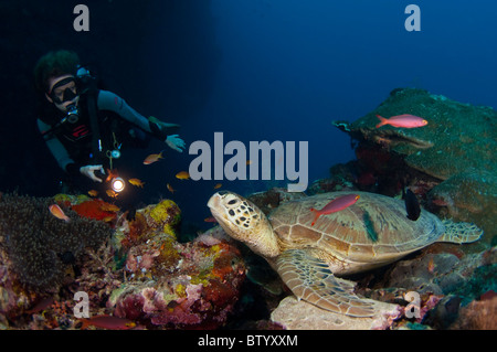 Taucher im Green Turtle, Chelonia Mydas, ruht auf dem Riff, Profil, Sipadan, Sabah, Malaysia Stockfoto