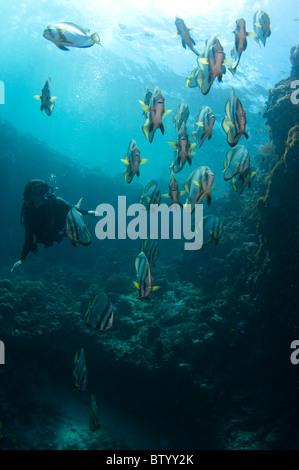 Taucher betrachten Schule von Boer Spadefish, Platax Boersii am Riff Wand, Sipadan, Sabah, Malaysia Stockfoto