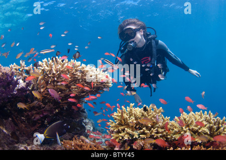 Taucher betrachten Schule Anthias in einer Reinigung Station, Sipadan, Sabah, Malaysia Stockfoto