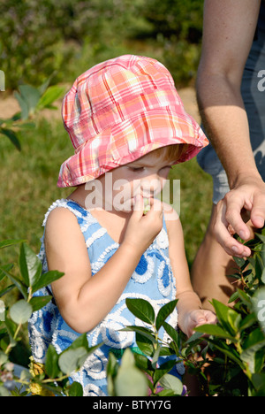 Kleine Mädchen essen unreife Heidelbeeren im Harrison County, Indiana Stockfoto