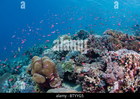 Große Ansammlung von Redfin Anthias, Pseudanthias Dispar auf Korallengarten, Sipadan, Sabah, Malaysia Stockfoto