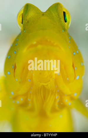 Banded Shrimpgoby, Cryptocentrus Cinctus, Mabul, Portrait, Vorderansicht, Sabah, Malaysia Stockfoto