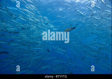 Schule von Chevron Barrakudas, größten Quenie, Schwimmen im blauen, Profil, Sipadan, Sabah, Malaysia Stockfoto