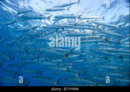 Schule von Chevron Barrakudas, größten Quenie, Schwimmen im blauen, Profil, Sipadan, Sabah, Malaysia Stockfoto