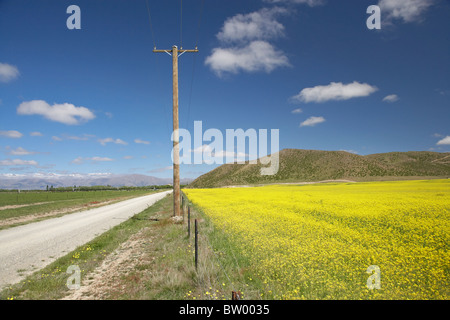 Raps / Raps Feld in der Nähe von Omarama, North Otago, Südinsel, Neuseeland Stockfoto