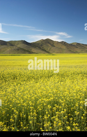 Raps / Raps Feld in der Nähe von Omarama und Benmore Reichweite, North Otago, Südinsel, Neuseeland Stockfoto