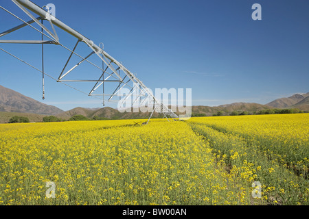 Center Pivot Bewässerung und Raps / Raps Feld in der Nähe von Omarama, North Otago, Südinsel, Neuseeland Stockfoto