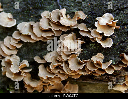 Bitter Oysterling, Panellus Stipticus (SY Crepidopus Stypticus), Mycenaceae (Tricholomataceae). Stockfoto