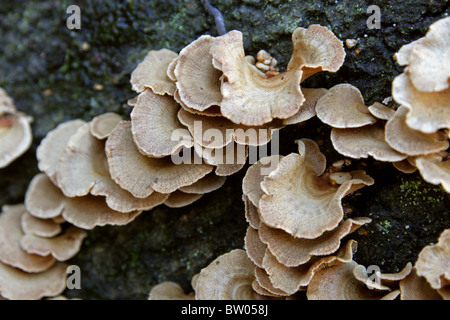 Bitter Oysterling, Panellus Stipticus (SY Crepidopus Stypticus), Mycenaceae (Tricholomataceae). Stockfoto