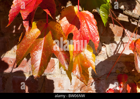 leuchtend rote wildem Herbstlaub gegen eine alte Mauer Stockfoto