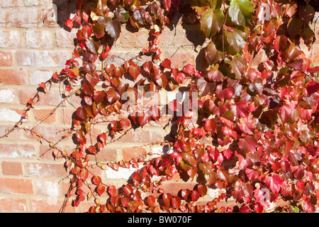 leuchtend rote wildem Herbstlaub gegen eine alte Mauer Stockfoto