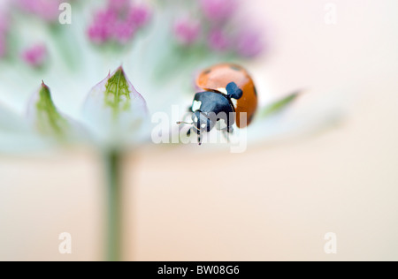 Eine Nahaufnahme der 7-Punkt Marienkäfer auf einer Astrantia Blume Stockfoto