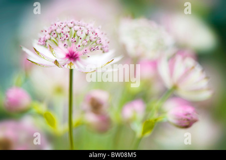 Astrantia große 'Bo Anne"Rosa Blumen Stockfoto