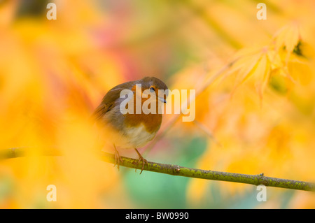 Eine Robin - Erithacus Rubecula sitzt auf einem Ast in einem Herbst farbige Acer Baum - japanische Ahorn Stockfoto