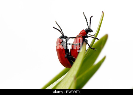 Zwei Scarlet/rote Lilie Blattkäfer - Lilioceris Lilii auf einem Blatt Lilie Stockfoto