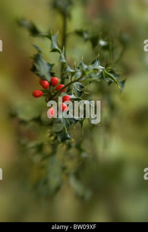 Gemeinsamen Holly mit roten Winter Beeren - Ilex Aquifolium Stockfoto