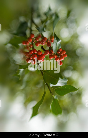 Gemeinsamen Holly mit roten Winter Beeren - Ilex Aquifolium Stockfoto