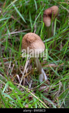 Schaft, Xerula Radicata (SY Oudemansiella Radicata), Physalacriaceae Verwurzelung. Gemeinsame, essbar aber nicht lohnenswert. Stockfoto