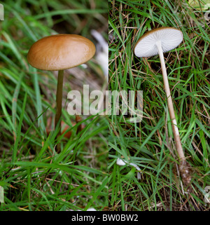 Schaft, Xerula Radicata (SY Oudemansiella Radicata), Physalacriaceae Verwurzelung. Gemeinsame, essbar aber nicht lohnenswert. Stockfoto