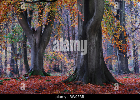 Einige ältere Buche Bäume im Savernake Wald, Herbst. Wiltshire, UK-November 2010 Stockfoto