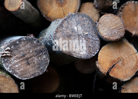 Enden der Edelkastanie anmeldet Holzstapel Stockfoto