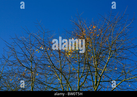 Die letzte goldene Blätter des Herbstes vor einem strahlend blauen Himmel. Stockfoto