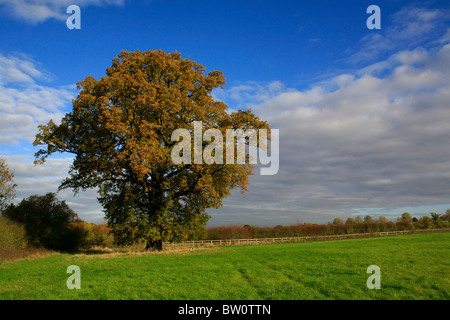 Eine einzelne goldene Eiche in einem Feld im Herbst. Stockfoto