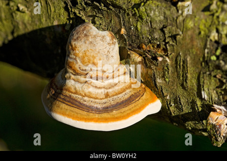 Nahaufnahme von Bracketpilzen, die auf gefallenes Silber wachsen Birke Baumrinde North Yorkshire England Vereinigtes Königreich GB Großbritannien Stockfoto