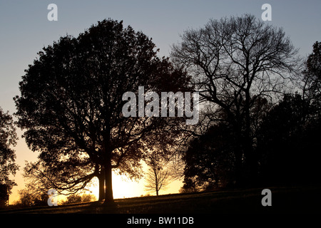 Eine helle Winterhimmel skizziert winterliche Bäumen auf einem Hügel auf Londons berühmten Park, Hampstead Heath. Stockfoto