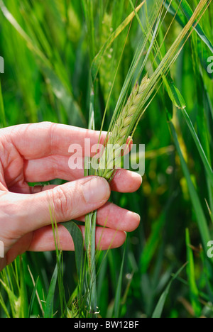 Hand, die Gerste (Hordeum Vulgare), Östergötland, Schweden Stockfoto