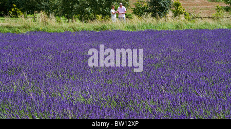 Eine gut gekleidete paar genießen einen Sommertag am Snowshill Lavender Farm in der Nähe von Broadway in The Cotswolds. Stockfoto