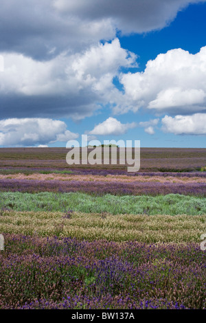 Ein Blick über bunte Reihen von verschiedenen Sorten von Lavendel angebaut an Snowshill Lavender Farm, in der Nähe von Broadway Stockfoto