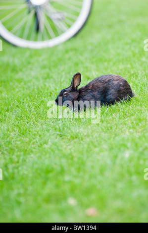 Schwarze Kaninchen auf dem Rasen, Schweden Stockfoto