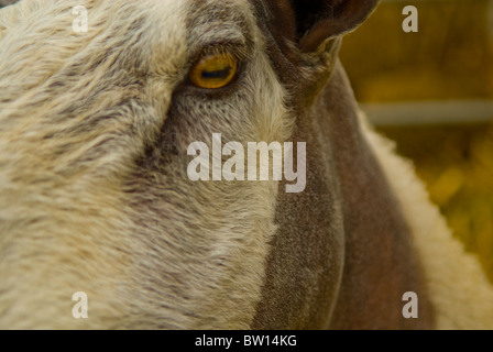 Blaue Leicester konfrontiert hautnah Schafe (Ovis Aries) Stockfoto