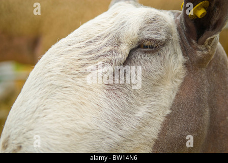 Blaue Leicester konfrontiert hautnah Schafe (Ovis Aries) Stockfoto