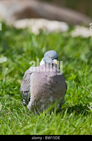 Ringeltaube (Columba Palumbus) - Fütterung in Wiese Stockfoto