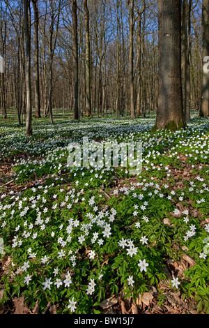 Holz-Anemonen (Anemone Nemorosa) Blüte im Frühlingswald Stockfoto