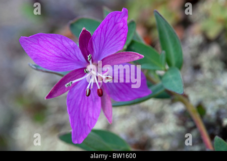 Zwerg Weidenröschen (Chamaenerion Latifolium / Chamerion Latifolium / Epilobium Latifolium), nationale Blume von Grönland, Grönland Stockfoto