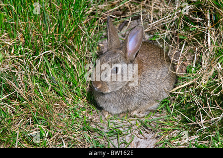 Jungen europäischen Kaninchen (Oryctolagus Cuniculus) vor Fuchsbau Eingang, Deutschland Stockfoto