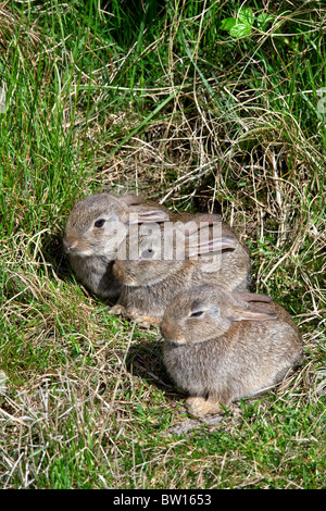 Drei jungen europäischen Kaninchen (Oryctolagus Cuniculus) vor Fuchsbau Eingang in Wiese Stockfoto