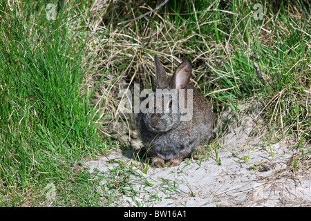 Europäischen Kaninchen (Oryctolagus Cuniculus) vor Fuchsbau Eingang, Deutschland Stockfoto