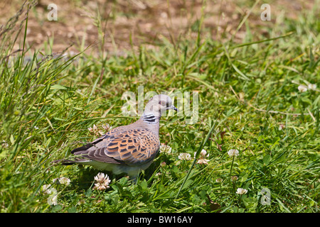 Turtle dove (Streptopelia Turtur) Fütterung auf Wiese Stockfoto