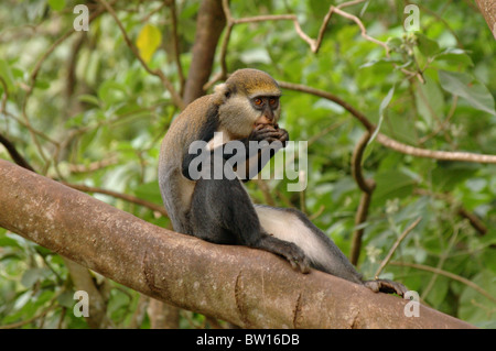 Campbells Mona Affe (Cercopithecus Mona Campbelli) eine Frucht zu essen, im Regenwald, Ghana Stockfoto