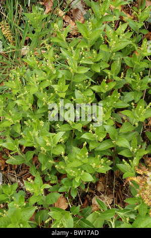 Hund des Merkur (Mercurialis Perennis: Euphorbiaceae), UK Stockfoto