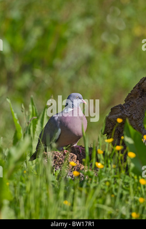 Ringeltaube (Columba Palumbus) - Fütterung in Wiese Stockfoto